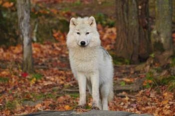 Animals, Predator, Wolf HD wallpaper