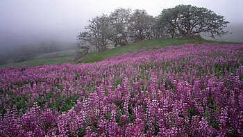 Lavender and Mist, mist, lavender, trees, beautiful, flowers HD wallpaper