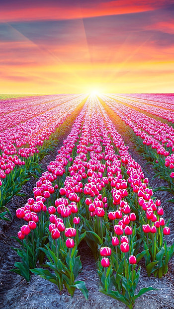 Flower, Flower, Scenery HD phone wallpaper