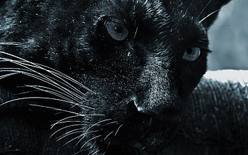 Close-up, Black Panthers HD wallpaper