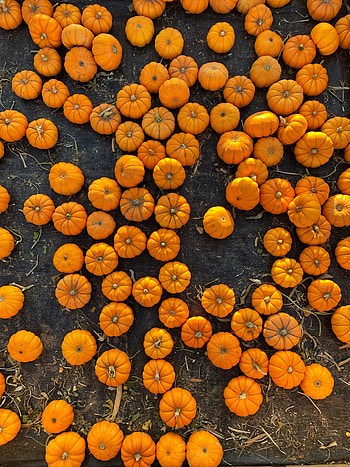 Food, Vegetables, Pumpkin, View From Above, Harvest HD phone wallpaper