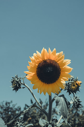 Flowers, Flower, Petals, Bloom, Flowering, Sunflower HD phone wallpaper