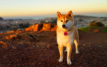Dogs akita inu , pc HD wallpaper