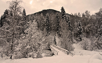 Winter, Nature, Trees, Snow, Bridge, Frost, Hoarfrost, Gloomy, Creepy, Severity, Heaviness HD wallpaper