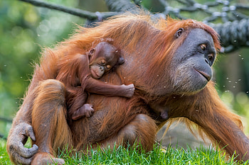 Orangutan, Adorable baby, Motherly love, Animal graphy HD wallpaper