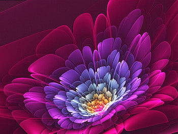 Flower Love, purple, love, red, flower HD wallpaper