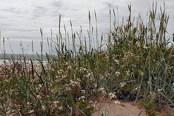 Wildflowers on the beach, flowers, beaches HD wallpaper