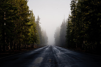 Nature, Trees, Road, Forest, Fog, Asphalt HD wallpaper