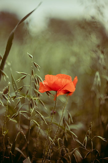 Flowers, Flower, Plant, Petals, Poppy HD phone wallpaper
