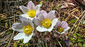 Pasque Flowers, garden, spring, petals, blossoms HD wallpaper