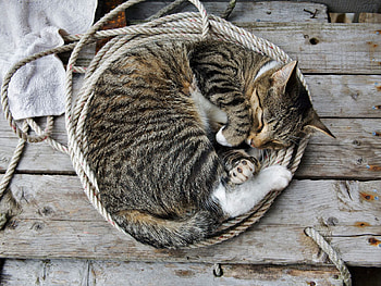 Animals, Cat, Kitty, Kitten, To Lie Down, Lie, Sleep, Dream, Rope HD wallpaper