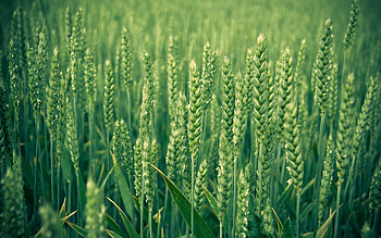 Grass, Macro, Shine, Light, Field, Ears, Spikes HD wallpaper