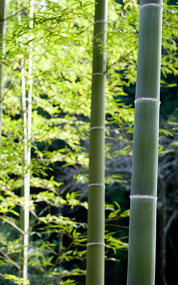 Bamboo forest portrait, Nature's wonder, Vibrant plants, Wallup HD phone wallpaper