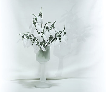 in white, still life, glass vase, white, beautiful, flowers HD wallpaper