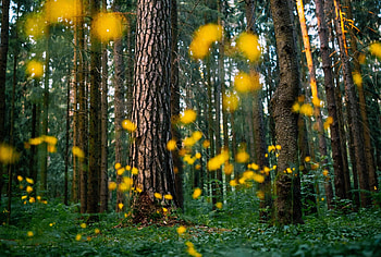 Forest, green, big tree trunks, big trees HD wallpaper