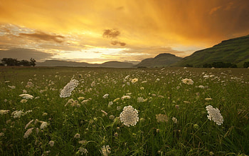 Nature, Sunset, Field, Herbs, Herbage, Inflorescences, Inflorescence HD wallpaper
