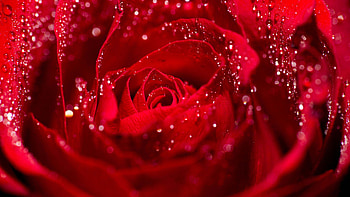 Red Rose Petals With Water Drops Macro graphy HD wallpaper