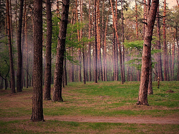 Nature, Trees, Forest, Fog, Trunks HD wallpaper