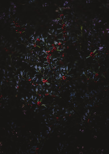 Nature, Autumn, Berries, Bush, Wood, Tree, Branches, Rowan HD phone wallpaper