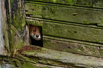 I see you!, sweet, cub, graphy, , cute, wild, fox, predators, red fox, puppy, wildlife, abstract, animals, nature, wilderness HD wallpaper