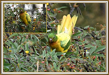FRAMED PARROTS, BIRDS, NATURE, , FRAMED HD wallpaper