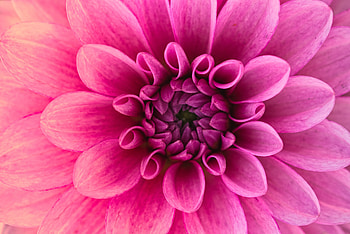 Pink flower, Dahlia, pink, close up HD wallpaper