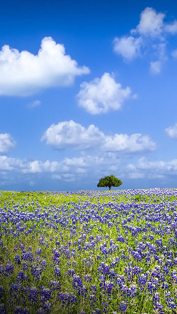Bluebonnet, Stonewall Texas, Empty field, Windows 10 spotlight HD phone wallpaper