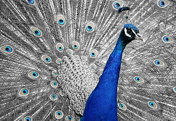 Close-up of a vibrant peacock with a focus on its colorful plumage using selective color. HD wallpaper