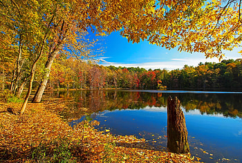 Lake in autumn, reflection, fall, trees, beautiful, lake, serenity, foliage, colorful, beanches, autumn HD wallpaper
