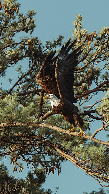 Animals, Bird, Predator, Wings, Eagle, Bald Eagle, White-Headed Eagle, Orlan HD phone wallpaper