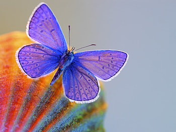 Butterfly, purple, orange, bug HD wallpaper