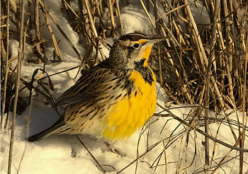 Pretty Bird, nature, bird, pretty, animals HD wallpaper