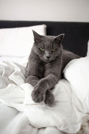 Animals, Cat, Pet, Grey, Sight, Opinion, Animal, Russian Blue Cat HD phone wallpaper