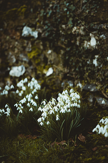 Flowers, Snowdrops, Bloom, Flowering, Spring HD phone wallpaper