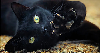 :D, halloween, black, pisici, green, eyes, cat, paw HD wallpaper
