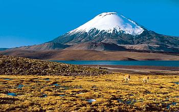 Chile, Travels, Altiplano, Vicunas HD wallpaper