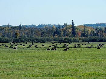 Farmers Field, graphy, Grass, Trees, Field, Nature, Hay, Sky HD wallpaper