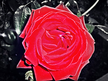 rose for all my fans, rose, leaves, nature, flower HD wallpaper
