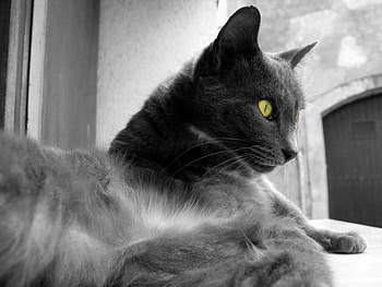 Animals, Cats HD wallpaper