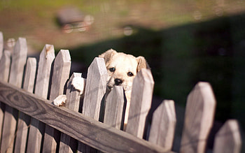 Animals, Dog, Fence, Sight, Opinion HD wallpaper