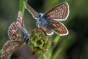 Butterfly, moth, animla, flower HD wallpaper