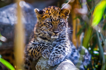 Animals, Young, Leopard, Predator, Sight, Opinion, Joey HD wallpaper