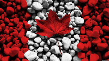 Background, Stones, Leaves, Flags HD wallpaper