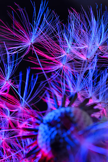 Dandelion, fluffy, close up, colorful HD phone wallpaper