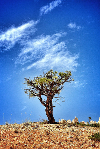 Acacia Tree, tree , Pexels stock , Nature's wonders HD phone wallpaper