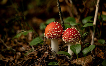 Mushrooms, Latvia, forests, macro HD wallpaper