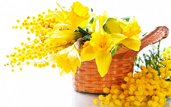 Flower for life., basket, leaves, green, yellow HD wallpaper