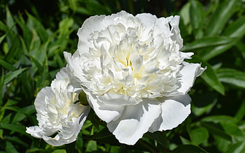 Peonies, white, nature, flowers HD wallpaper