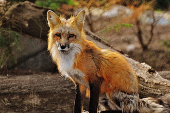 A red fox with stunning fur sits in a forested area, showcasing its natural beauty and alertness. HD wallpaper