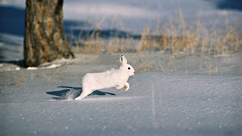 Animals, Snow, Wood, Tree, Rodent, Hare, Snowdrift, Fur Coat HD wallpaper